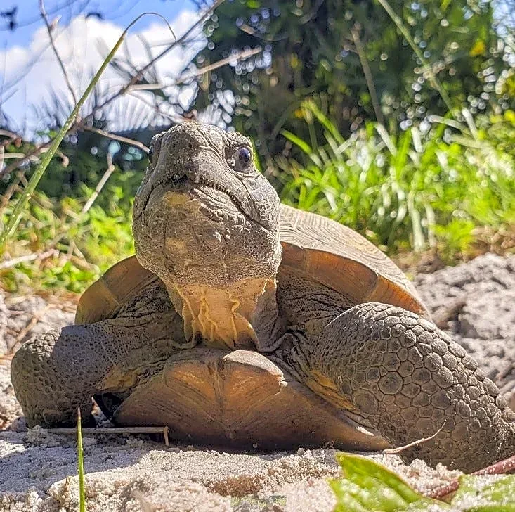 Gopher tortoise buried alive, relocated and drowned faces extinction