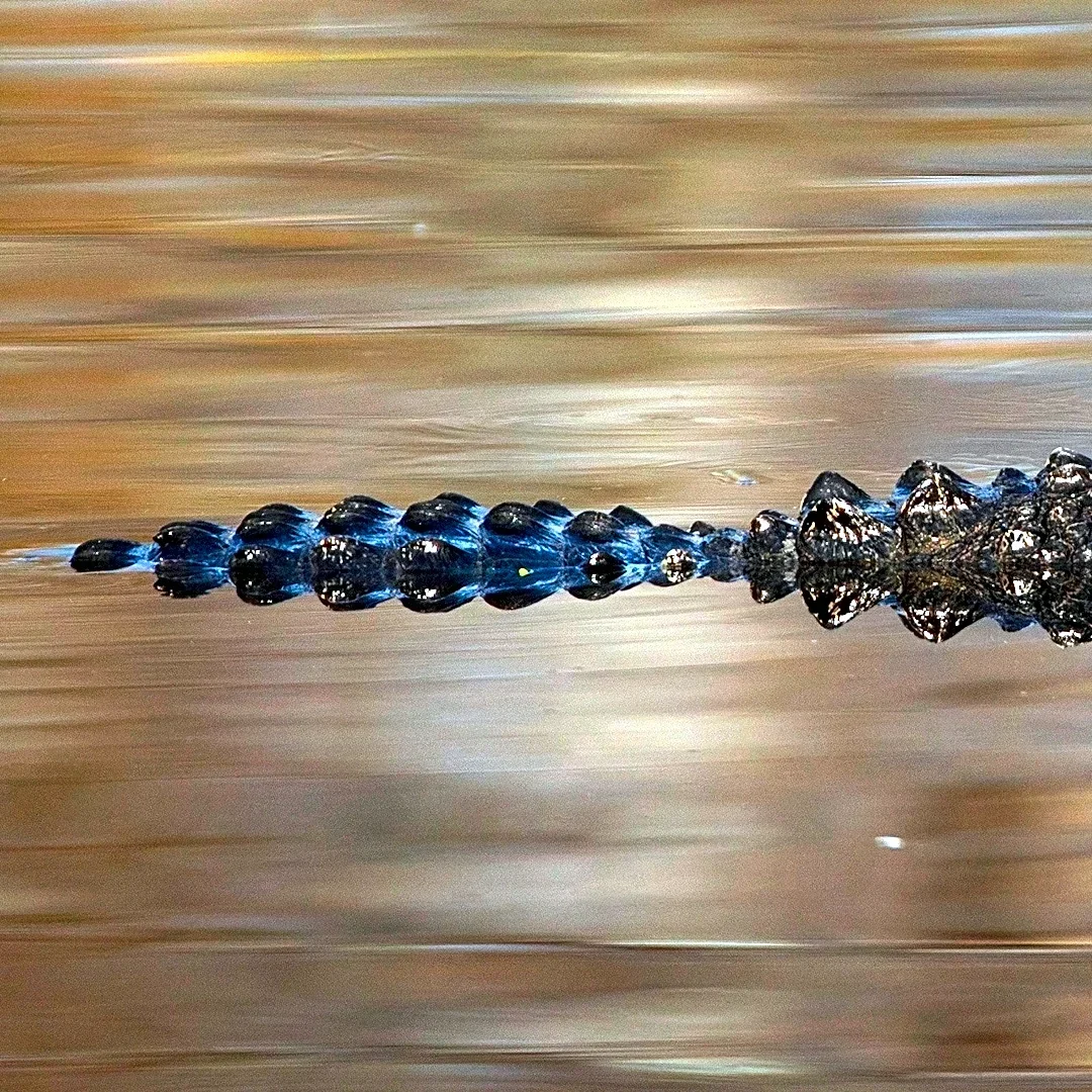 Is it legal to shoot an alligator on your Florida property? Don't get your gun yet