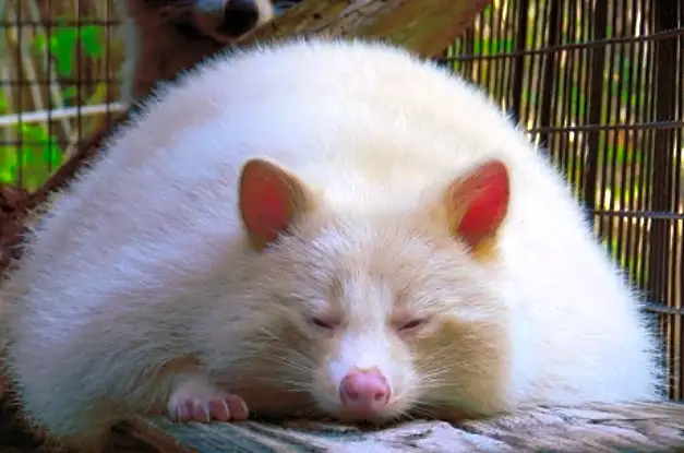 Ghostly raccoon in Florida raids cat's dinner and steals the Internet