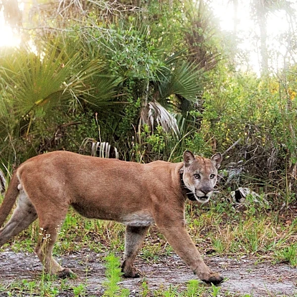 Trump, US Fish Wildlife rule changes 'gutting' Endangered Species Act?