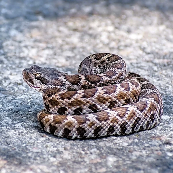 Text for help leads to rescue of man bitten by rattlesnake in SoCal