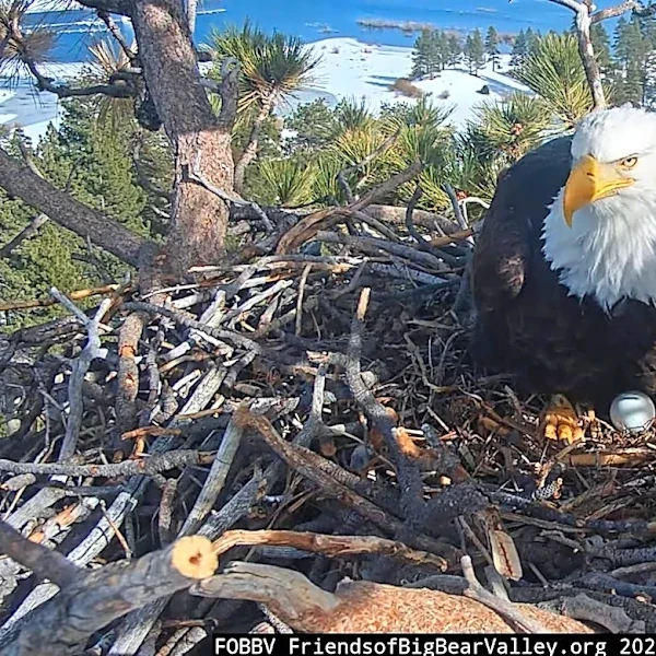 What happens to Big Bear Valley eagle Jackie’s remains? What to know