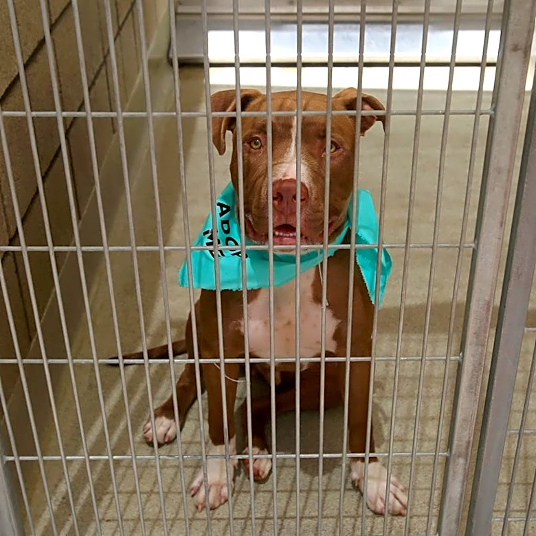 See how many animals were adopted at Palm Springs Animal Shelter event