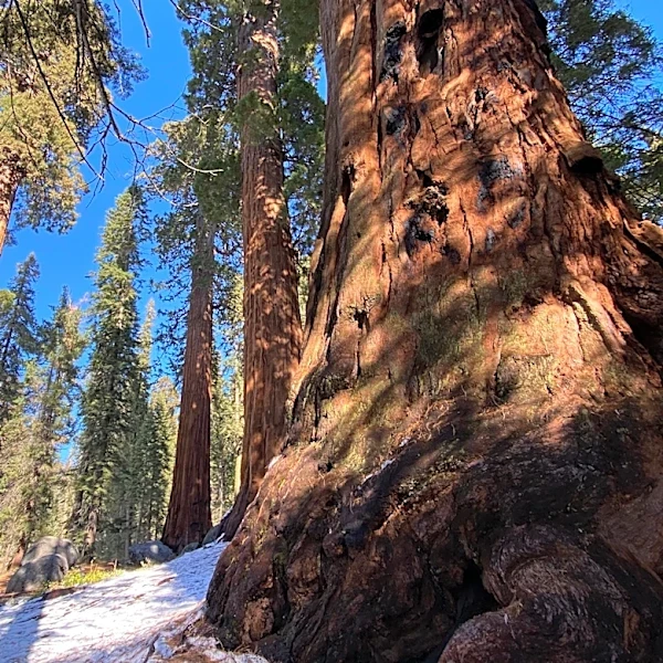 More than 4M acres of California forests could lose federal protection