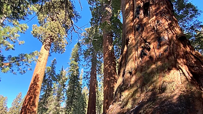 More than 4M acres of California forests could lose federal protection