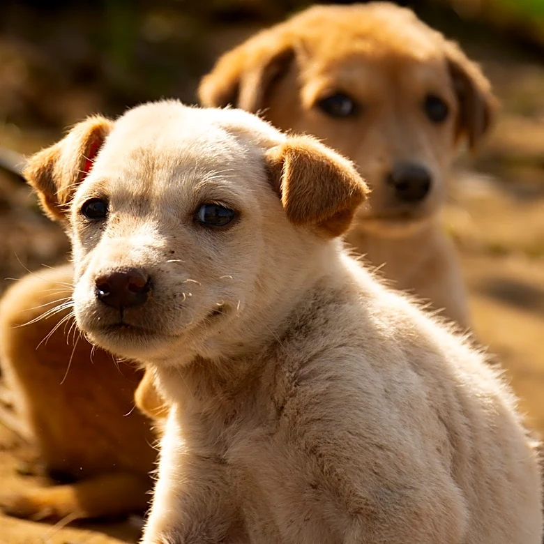 Pet photo contest to raise funds for Coachella Valley animal care