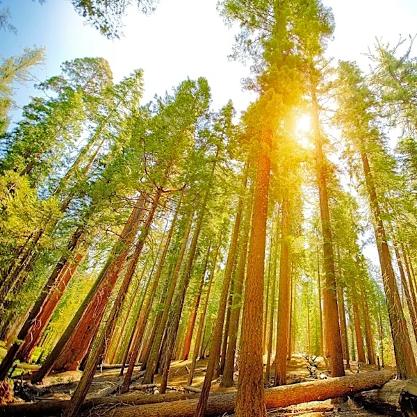 California parks expect Labor Day crowds. Here's when to go