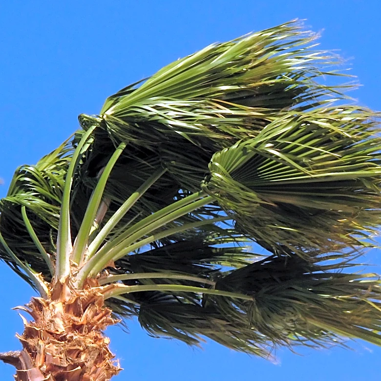 How to prepare for a California wildfire evacuation before you need to
