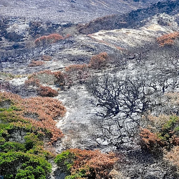 How Hawk Fire compares to California's biggest fires this season