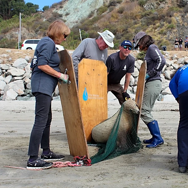 Dozens of sick sea lions rescued amid Central Coast toxic algae outbreak