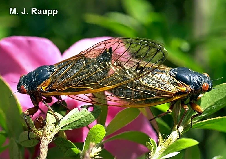 Why cicadas are still making noise in California