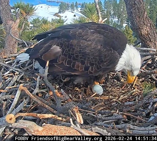 Beloved Big Bear Valley eagle Jackie honored with day in California