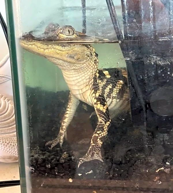 110 pounds of drugs, alligator seized from luxury Los Angeles apartment