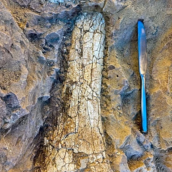 'Remarkable' 40-million-year-old fossils found at California project site