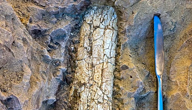 'Remarkable' 40-million-year-old fossils found at California project site