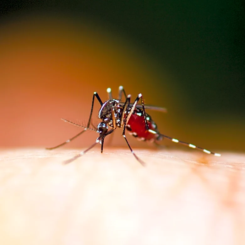 Invasive mosquito spreads across California. How to stay safe