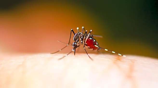 Invasive mosquito spreads across California. How to stay safe