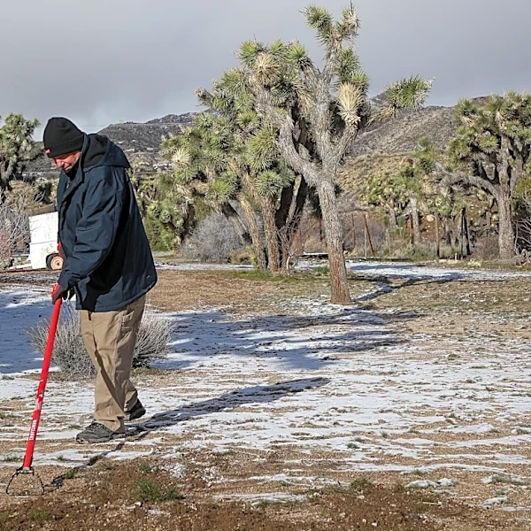 California making it easier to remove dead Joshua trees