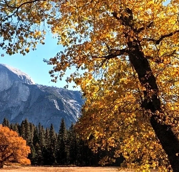 When and where to see California's best autumn leaves this season
