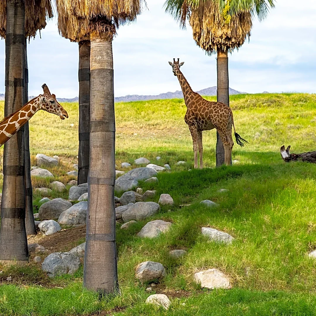 Person found dead at Living Desert zoo in Palm Desert