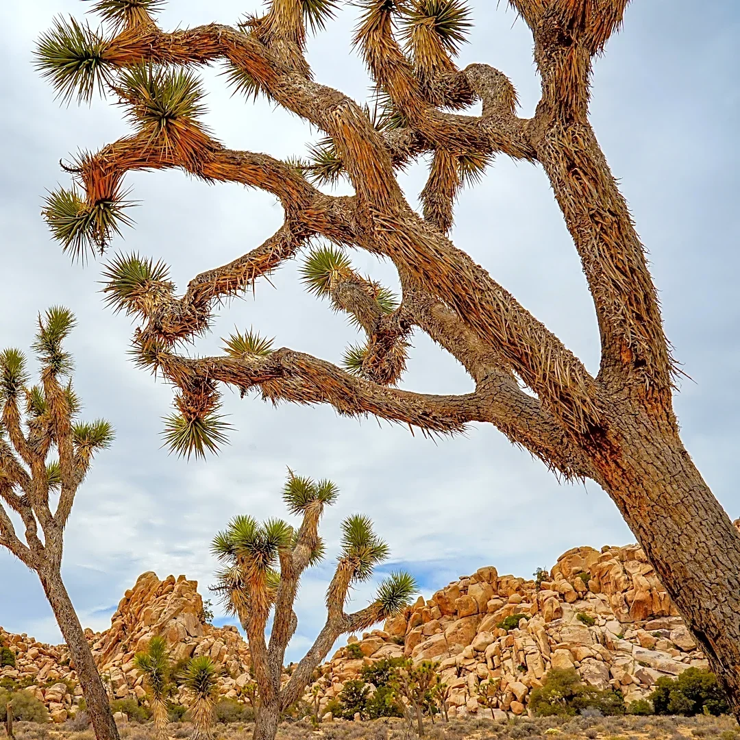 National Park funding freeze stalls projects in Joshua Tree, Mojave