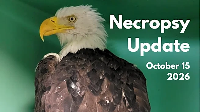 Jackie the Big Bear bald eagle died of bird flu, report finds