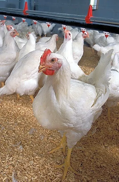 Bird flu found in Sacramento County flock; new cases reported