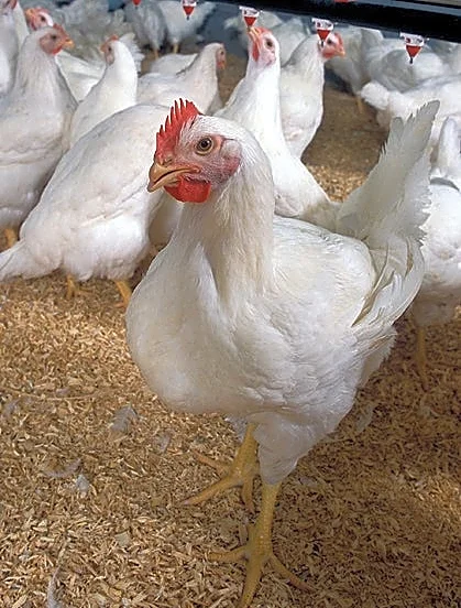 Bird flu found in Sacramento County flock; new cases reported