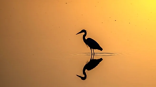 Sophy Romvari's 'Blue Heron' Explores Memory and Grief