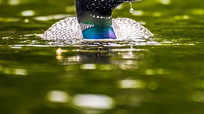 CBS News Highlights 'The Loon Lady' for Monday Motivation