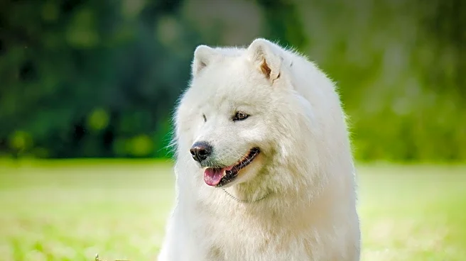 Greater Racine Kennel Club Hosts Dog Show with Over 600 Entries
