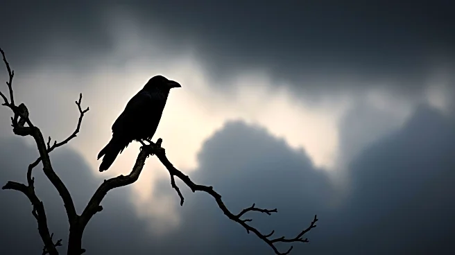 Beta Film Sells 'Rise of the Raven' to CBC Following Toronto Film Festival Premiere