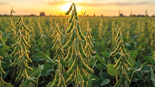 Soybeans Close Stronger Amid Weather Concerns and Market Positioning