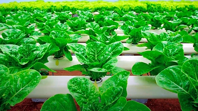 Urban Agriculture Strategies to Enhance Food Security in Cities by 2025