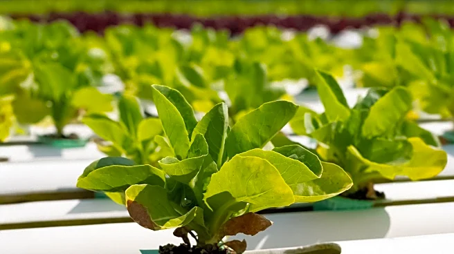 Urban Agriculture Strategies Enhance Food Security Amid Growing City Populations