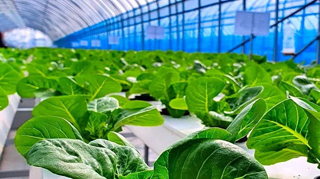 Urban Agriculture Emerges as Key Solution to Global Water Scarcity and Food Security Challenges