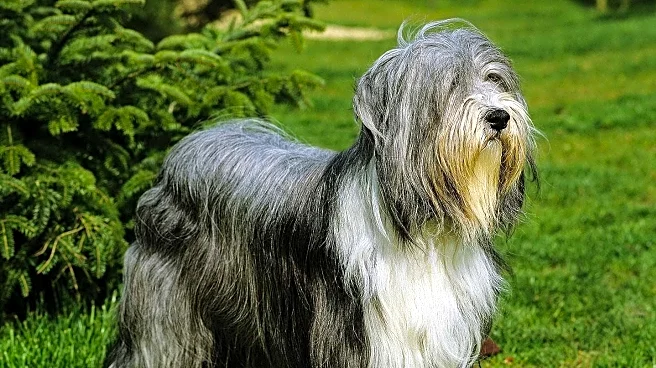 Canine Chronicle Invites Dog Enthusiasts to Share Favorite Bearded Collie Memories