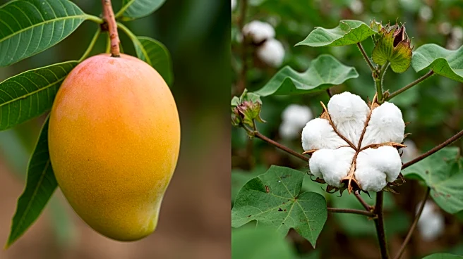 Mango Collaborates with Materra to Support Regenerative Cotton Farming