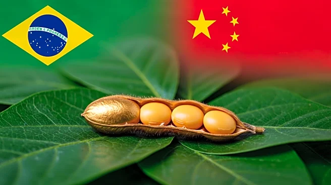 U.S. Soybean Exporters Face Challenges as Brazil Captures Chinese Market