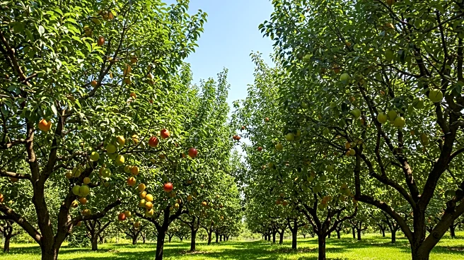 Tree-Based Farming Systems Offer Solutions for Sustainable Agriculture