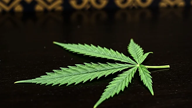 Minnesota Cannabis Businesses Face Challenges Amid High Taxes and Tribal Competition