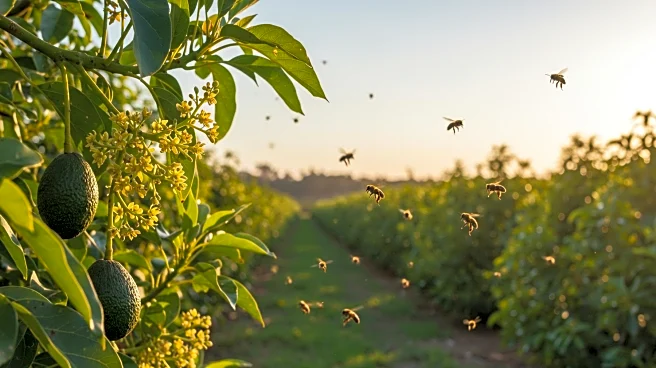 Environmental Cues Influence Honey Bee Foraging Behavior in Avocado Pollination
