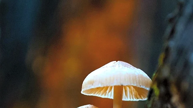 Study Finds Fungi on Vape Mouthpieces Could Harm Airways