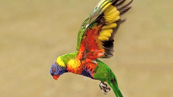 Researchers Discover Australian Parrots Perform 30 Dance Moves, Including 17 New to Science