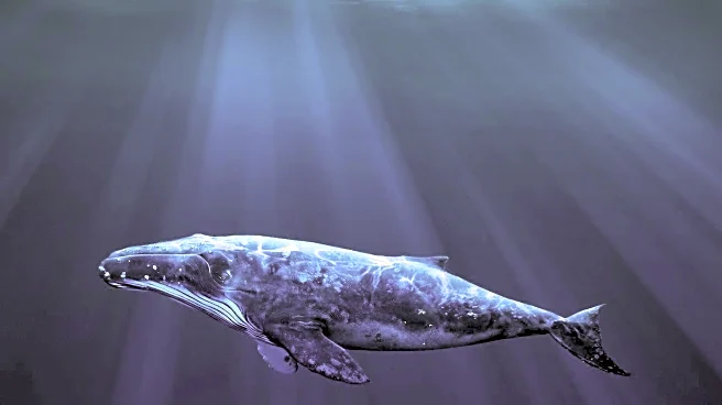 Discovery of Prehistoric Whale Sheds Light on Early Marine Evolution
