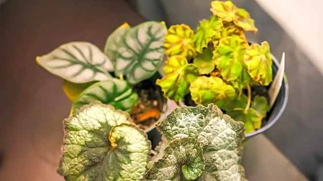 Innovative Techniques to Keep Houseplants Alive During Vacations
