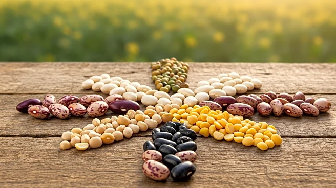 USDA Reports Decline in U.S. Edible Bean Production Due to Reduced Harvest Area