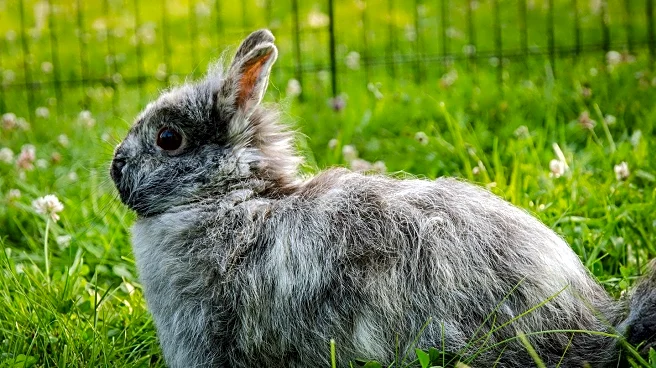 Wildlife Officials Warn of 'Frankenstein' Rabbits Spreading Across Midwest Due to Virus