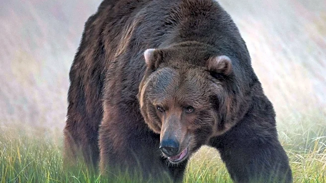 BMC Ecology and Evolution Announces Winners of 2025 Wildlife Photo Contest
