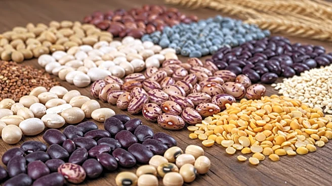 USDA Forecasts Decline in U.S. Edible Bean Production Due to Reduced Harvest Area